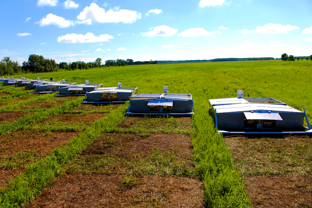 Jobin Ranch | 36052 Rd 41 N mail: BOX 571, Saint Claude, MB R0G 1Z0, Canada | Phone: (204) 750-2373