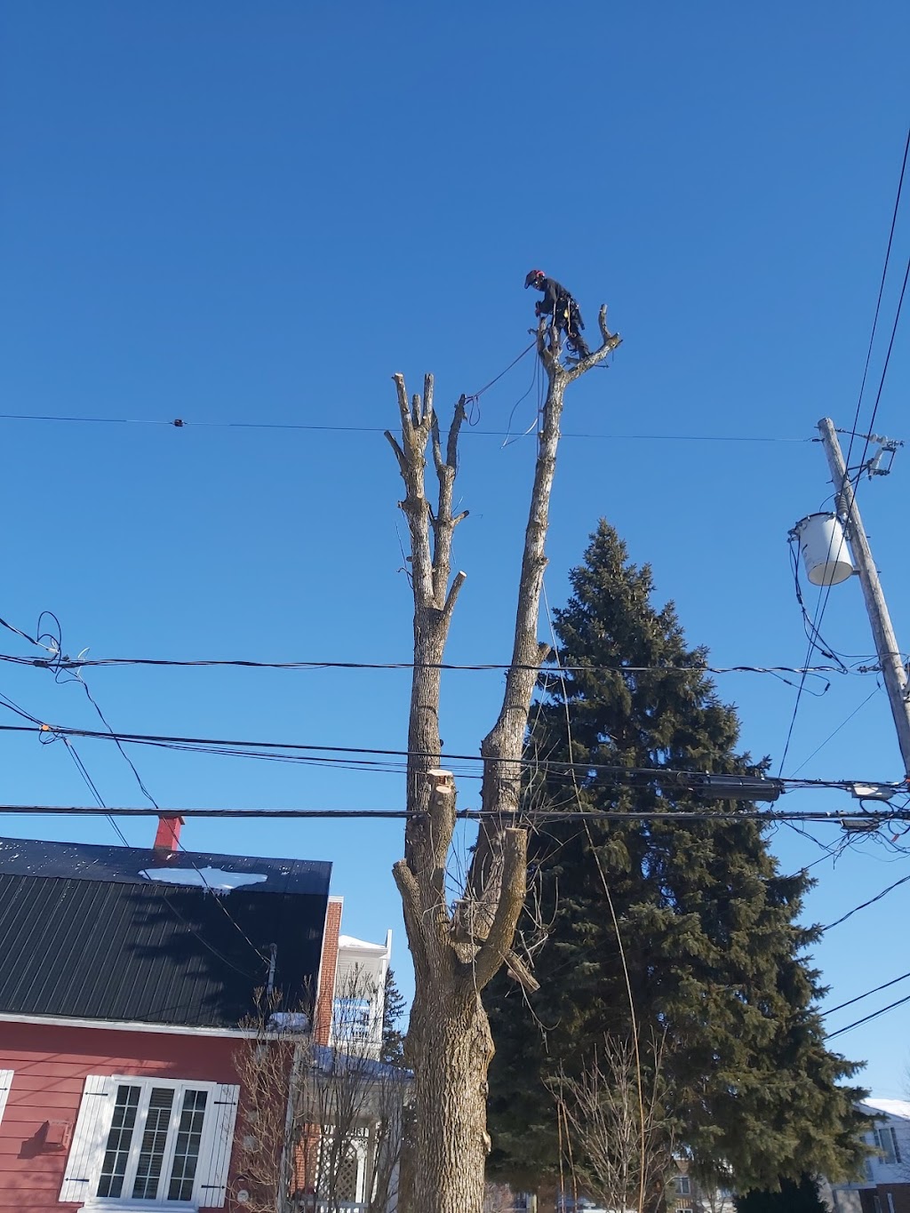 Le Gars Des Arbres | 390 Rue du Domaine, Saint-Denis-sur-Richelieu, QC J0H 1K0, Canada | Phone: (450) 888-3055