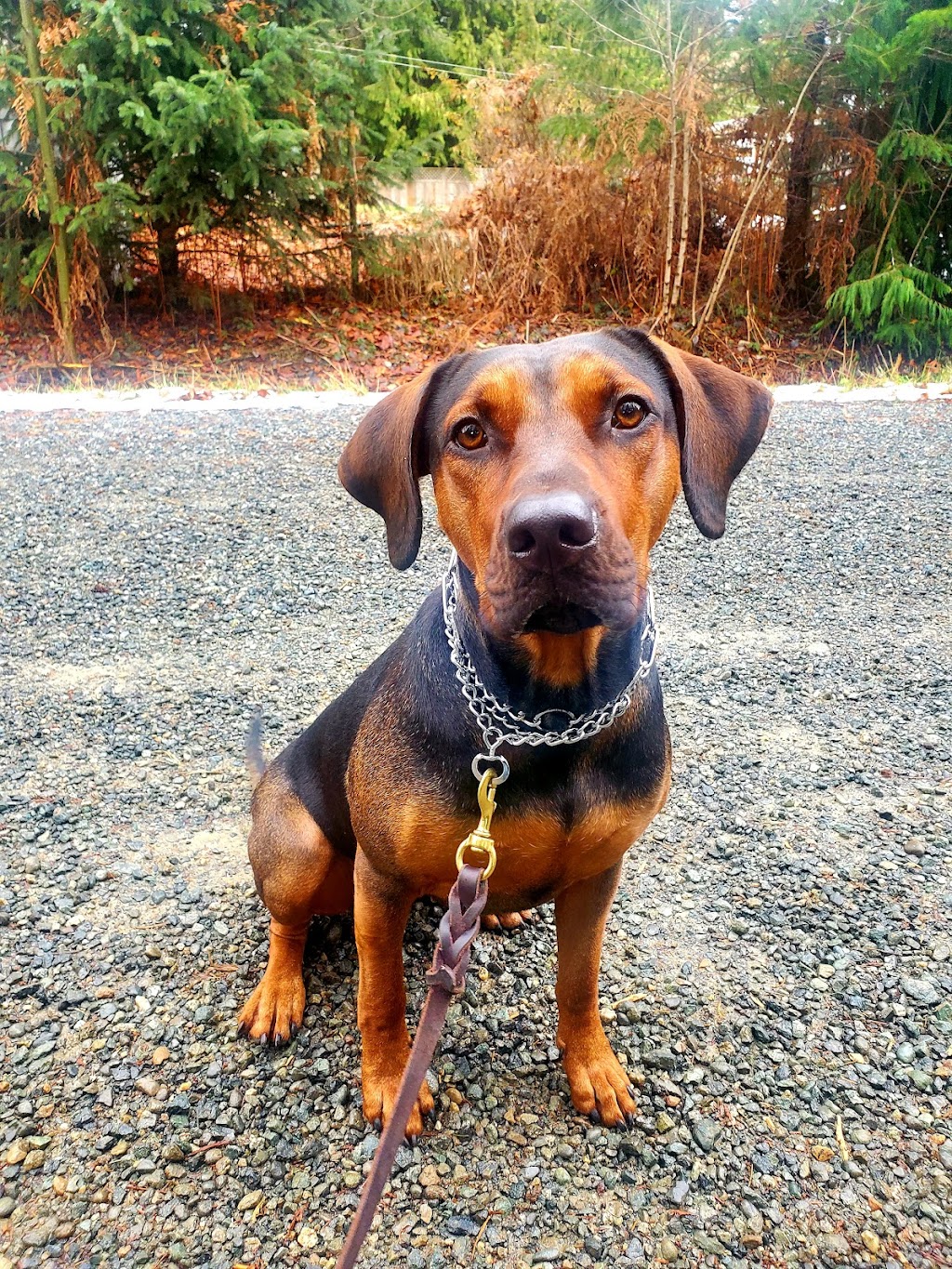 The Durable Dog | 2734 Tintern Rd, Qualicum Beach, BC V9K 1Y2, Canada | Phone: (250) 668-2978