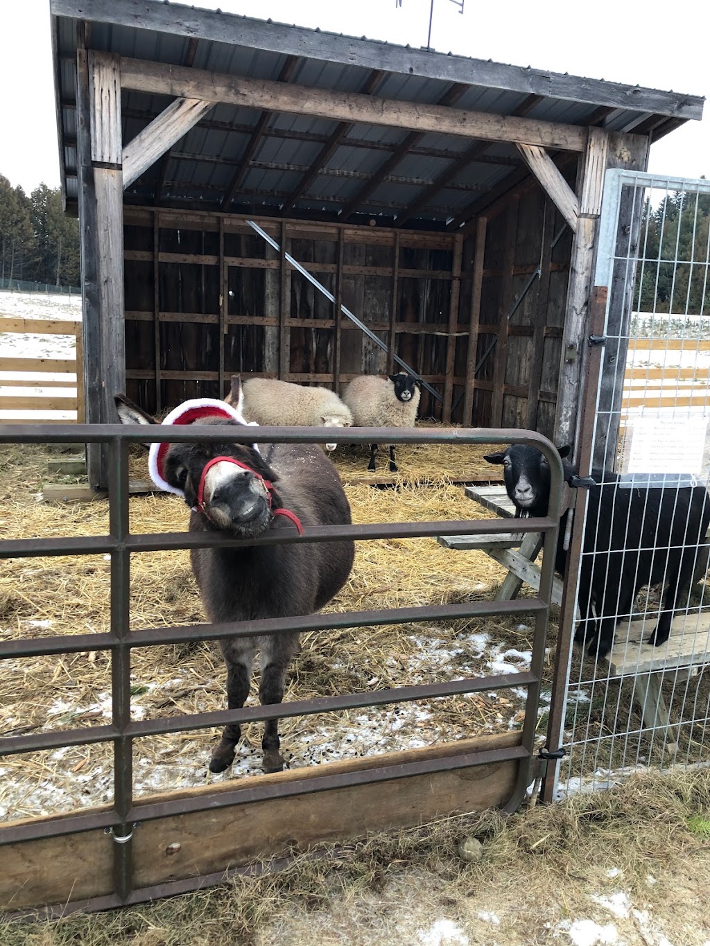 Barretts Christmas Tree Farm | 3141 Williamson Rd, Cobourg, ON K9A 4J7, Canada | Phone: (905) 342-2622