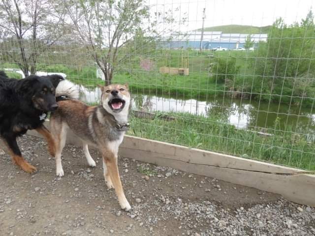 TLC for Pets | 73 Edith Lake Rd, Knutsford, BC V0E 2A0, Canada | Phone: (250) 377-8004