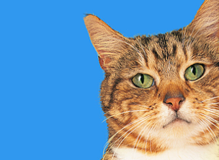 Four Paws Pet Grocery & Boutique - Pet Food and Supplies Sidney  | 305-9810 Seventh St, Sidney, BC V8L 4W6, Canada | Phone: (250) 656-5553