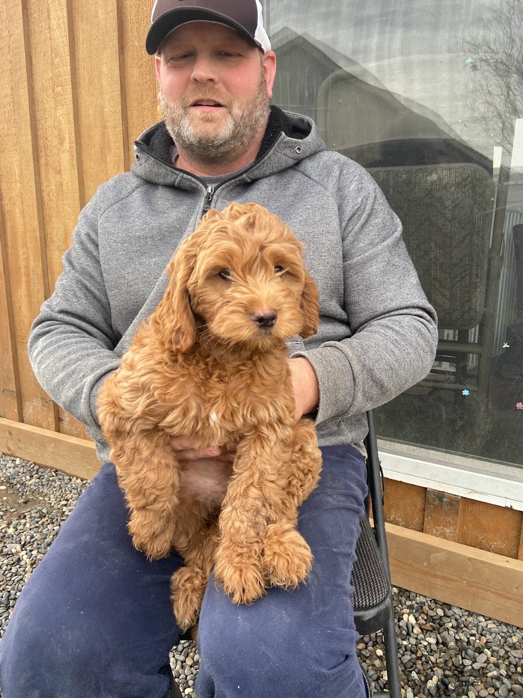 Greenheart Labradoodles | 46655 Bailey Rd, Chilliwack, BC V2R 4S8, Canada | Phone: (604) 793-8582