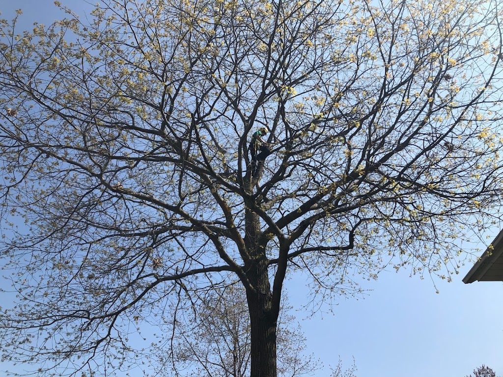 arboriculture nootka | 2815 chemin des laurentides, Sainte-Julienne, QC J0K 2T0, Canada | Phone: (579) 960-3070