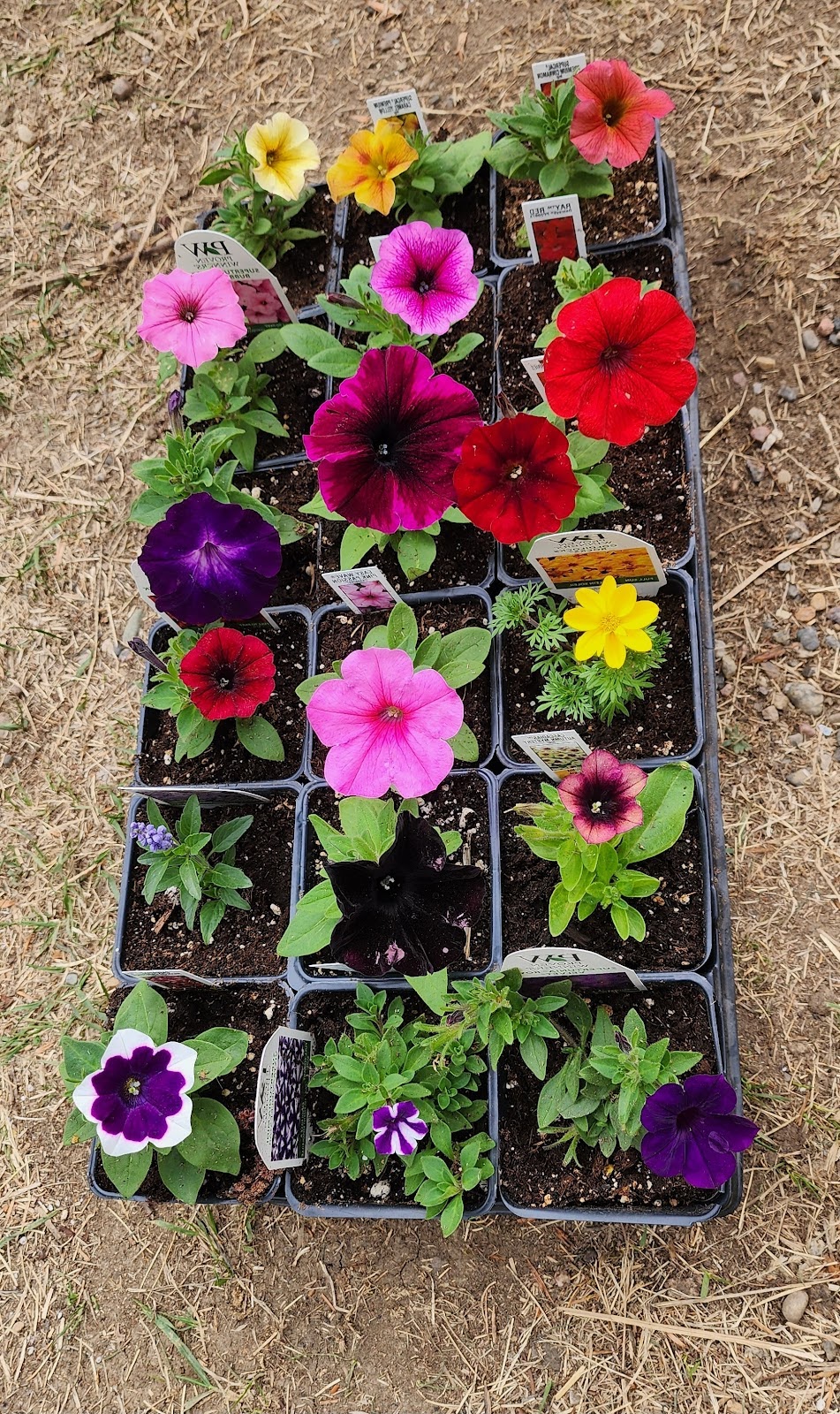 Klassen Greenhouse & Flowers | Newell County No. 4, AB T0J 1M0, Canada | Phone: (403) 363-1821