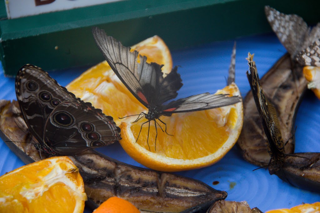 Butterfly Café | 2405 Niagara Pkwy, Niagara Falls, ON L2E 3E8, Canada | Phone: (905) 356-7536