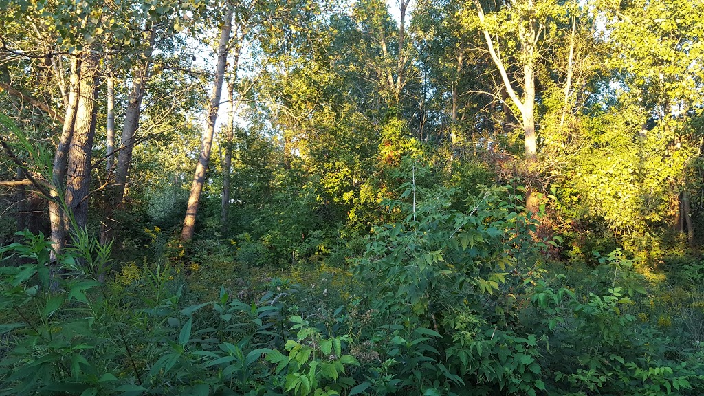 Vince Marcotte Park | 1495 Kipling Ave, Windsor, ON N9J 3P5, Canada | Phone: (519) 254-4673
