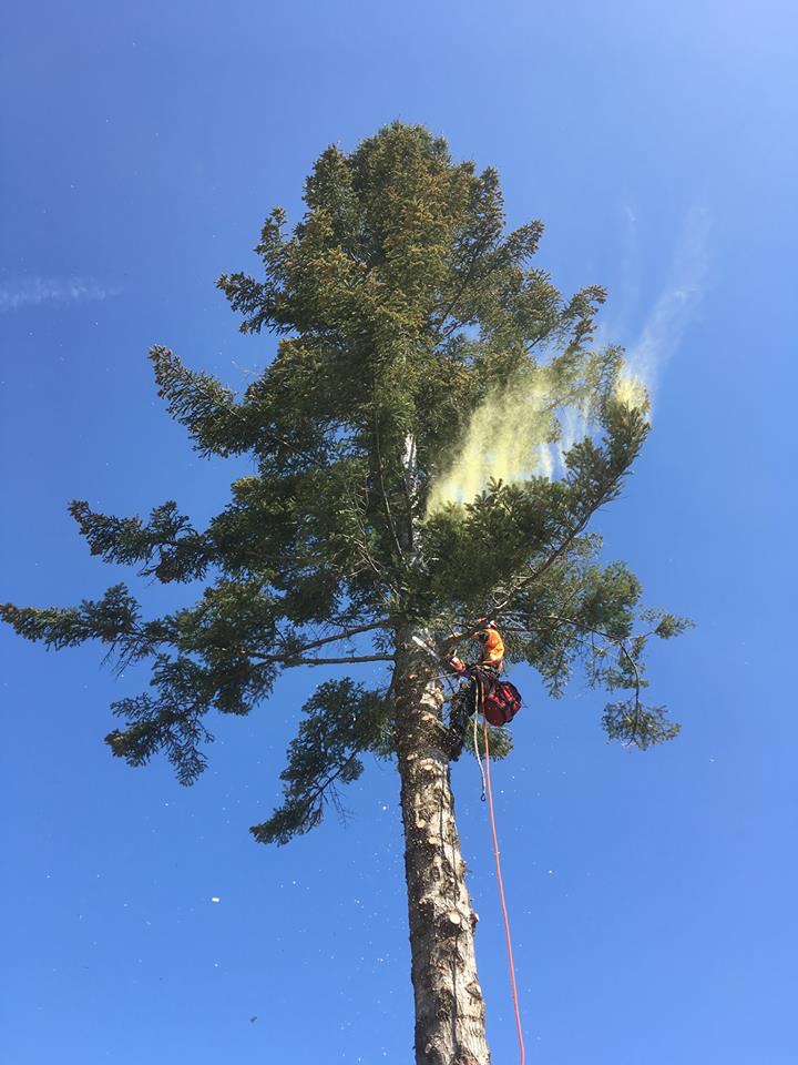 Above & Beyond Tree Service | 2234 Robb Ave, Comox, BC V9M 1J8, Canada | Phone: (250) 465-1993