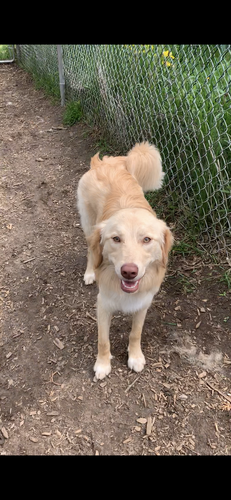 Sticks n Bones Dog Daycare, Boarding and Training | 2543 Innisfil Beach Rd, Innisfil, ON L9S 4C1, Canada | Phone: (705) 436-4545