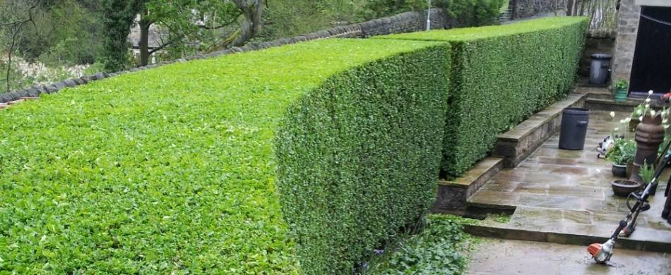 Hedge PRO Trimming | 231 Eighth St #304, New Westminster, BC V3M 3P8, Canada | Phone: (604) 417-4211