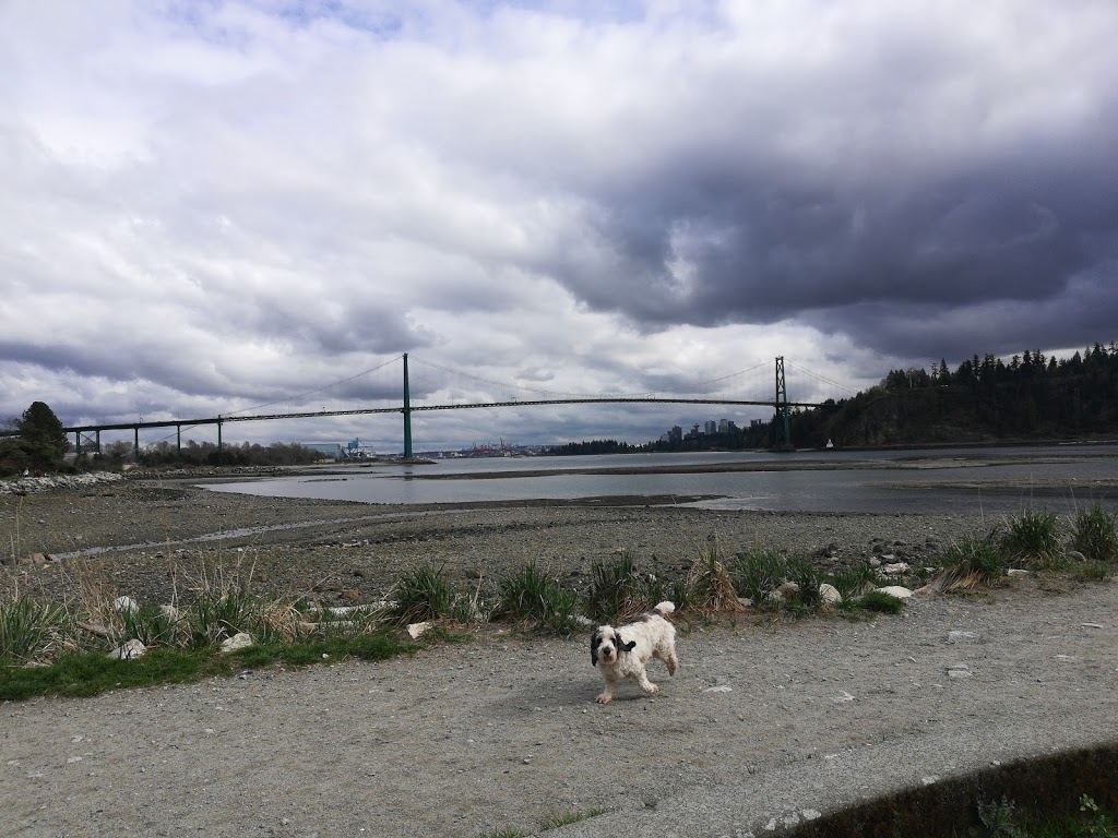 Ambleside Dog Beach | Burrard Inlet, BC, Canada