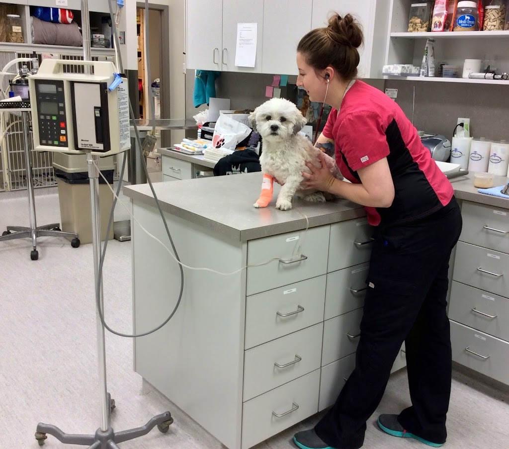 Corydon Animal Hospital | 1675 Corydon Ave, Winnipeg, MB R3N 0J8, Canada | Phone: (204) 488-4577