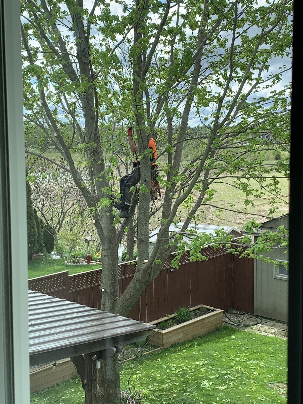 Capella Tree Service | 3 Avra Ct, Guelph, ON N1H 7B2, Canada | Phone: (519) 830-6634