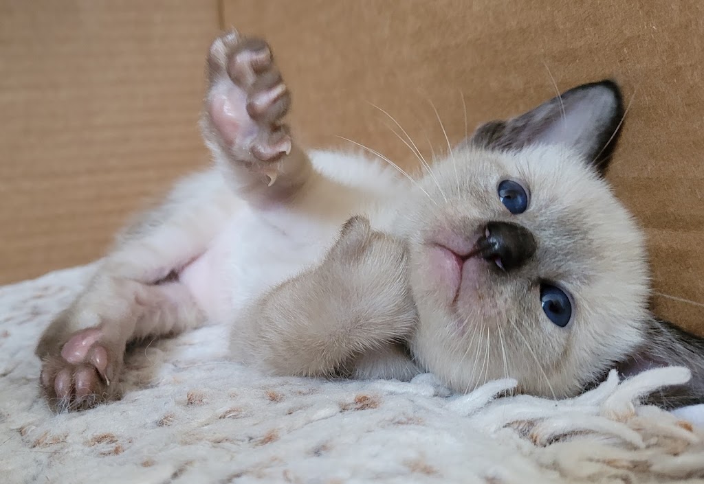 Siameezers Cattery | 834 Ottawa St, Midland, ON L4R 1C8, Canada | Phone: (705) 720-0619