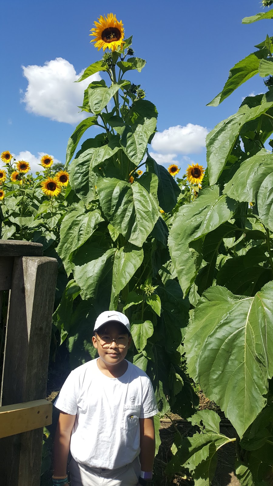 Rural Route Orchard | 10308 Fourth Line, Halton Hills, ON L9T 2X9, Canada | Phone: (905) 873-7687