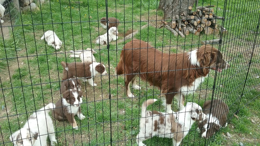 Une Belle Vie De Chien | 9500 Rang Sainte-Marguerite, Saint-Philibert, QC G0M 1X0, Canada | Phone: (418) 222-5551