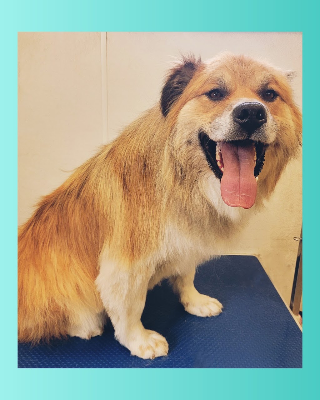 Queen of Hearts Pet Grooming | 19005 Township Rd 520, Tofield, AB T0B 4J0, Canada | Phone: (587) 594-5748