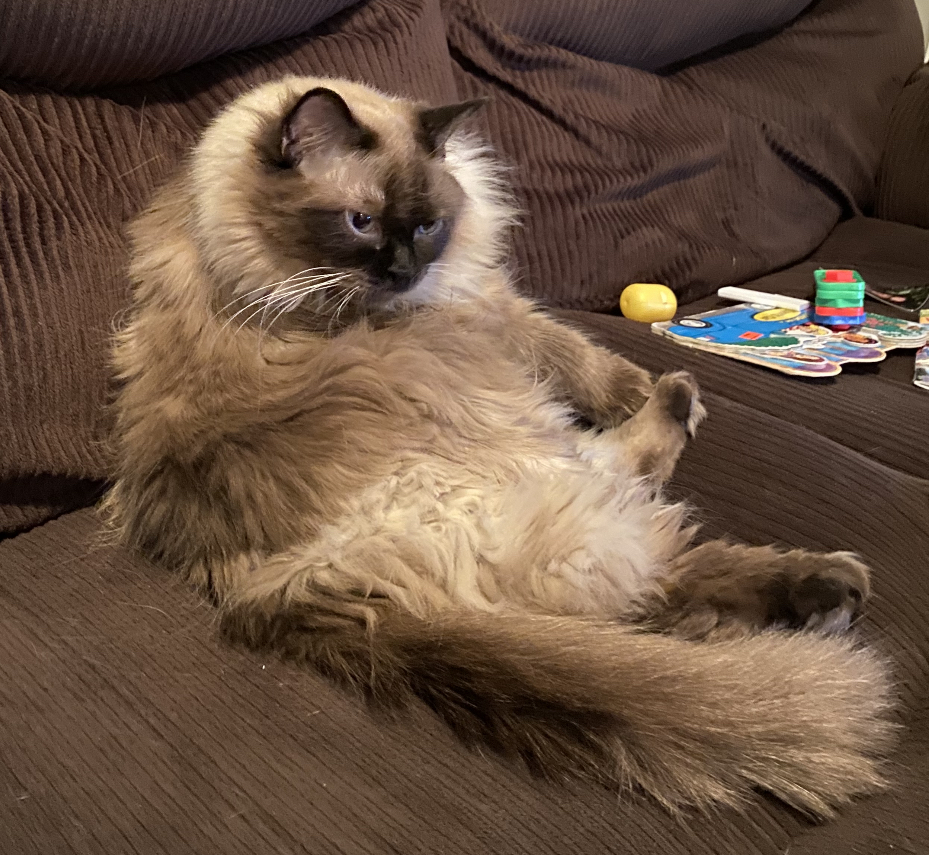 Anti-Floof Cat Grooming | 119 River Rock Pl SE, Calgary, AB T2C 4P5, Canada | Phone: (587) 897-1938