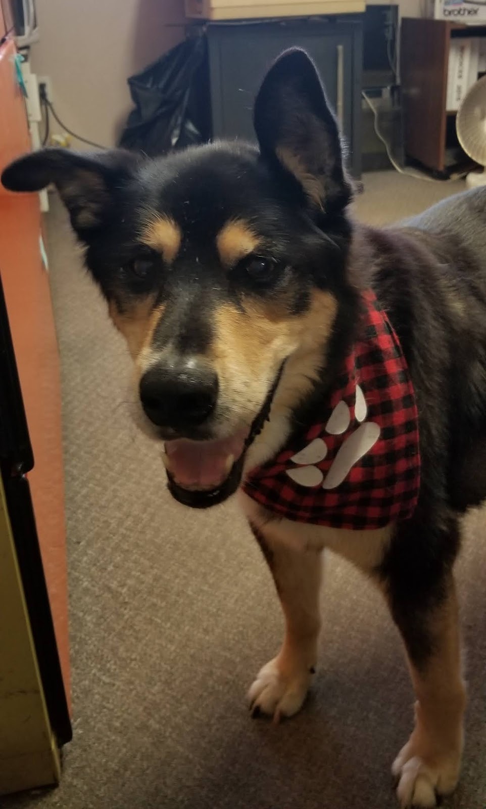 Gateway Pet Memorial | 2929 Thompson Rd, Smithville, ON L0R 2A0, Canada | Phone: (800) 227-6915