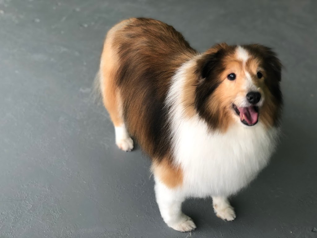 iPet Grooming | 10 Fincham Ave Unit 108, Markham, ON L3P 4C8, Canada | Phone: (905) 554-4738
