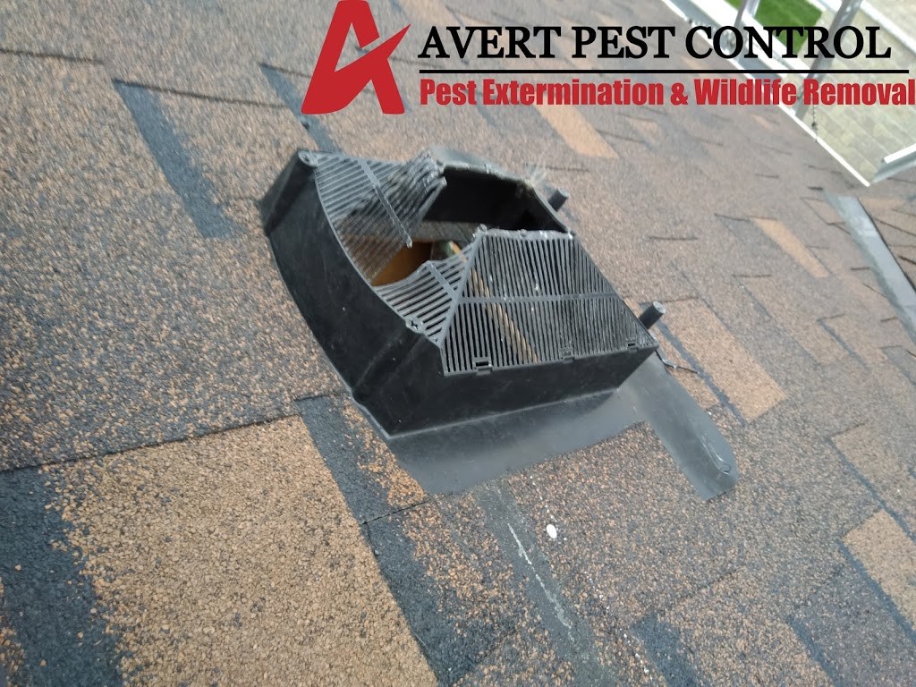 Avert Pest Control | 35 Prouse Dr, Brampton, ON L6V 3A3, Canada | Phone: (647) 898-2430