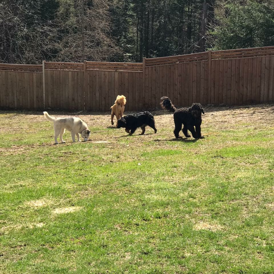 Muskoka Pet Lodge | 2198 Brunel Rd, Huntsville, ON P1H 2J3, Canada | Phone: (705) 787-0183