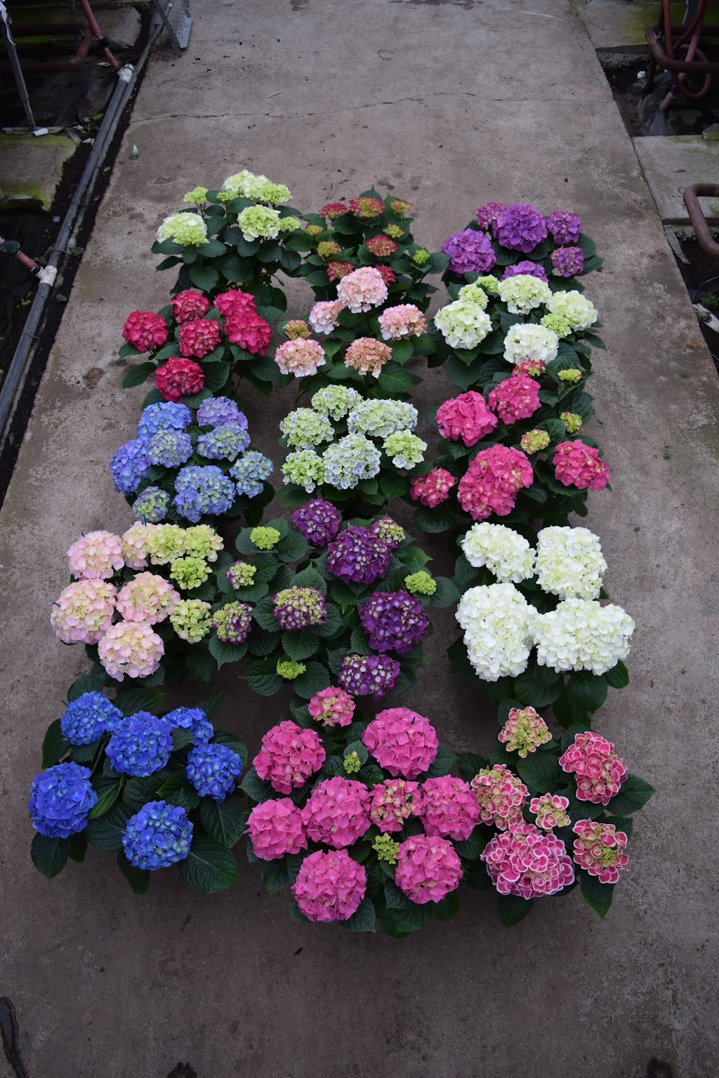 Kamps Hydrangea Inc | 4304 Twenty-Third St, Vineland Station, ON L0R 2E0, Canada | Phone: (905) 562-4568