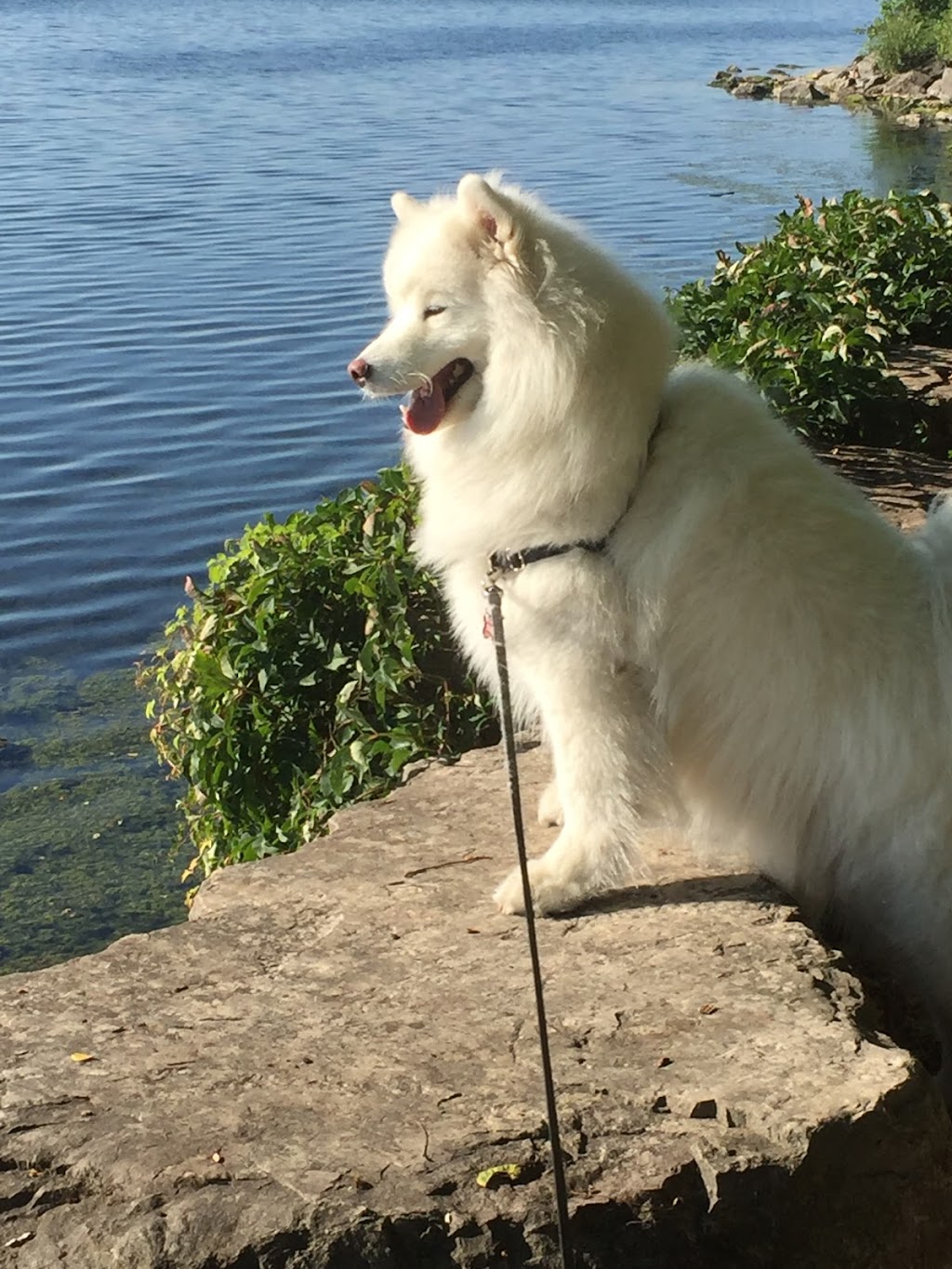Woof-Tastic Doggie Care | 883 Percy Crescent, Kingston, ON K7M 4P3, Canada | Phone: (416) 820-3195