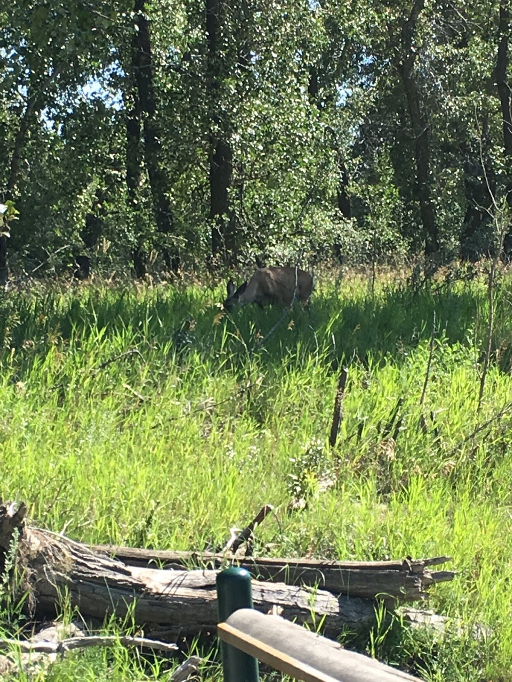 Inglewood Wildlands | 9 Ave SE, Calgary, AB T2G, Canada