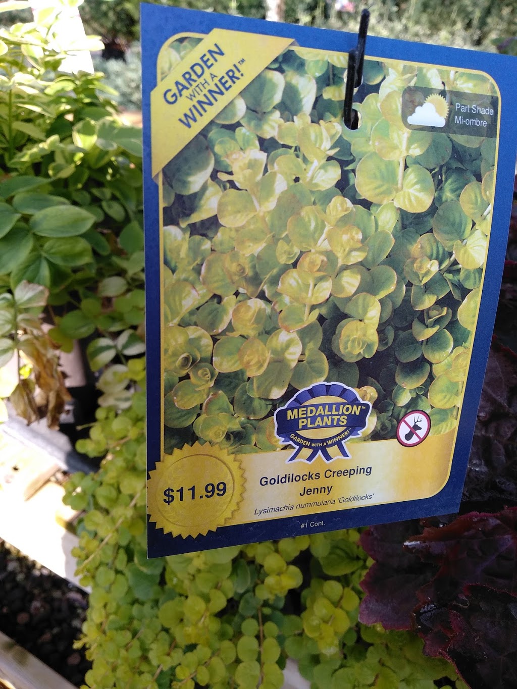Four Seasons Garden Centre | 2160 Albion Rd, Etobicoke, ON M9W 6P4, Canada | Phone: (416) 675-1041