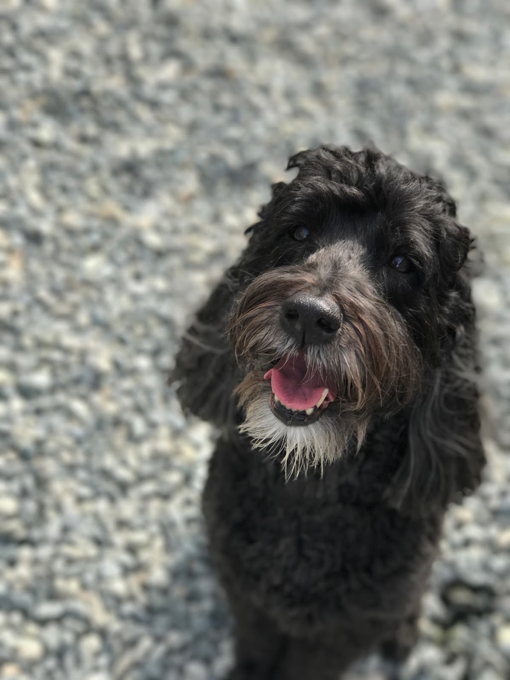 Happy Hound Dog Grooming Dog Daycare | 4408 Boban Dr, Nanaimo, BC V9T 5V9, Canada | Phone: (250) 756-0340