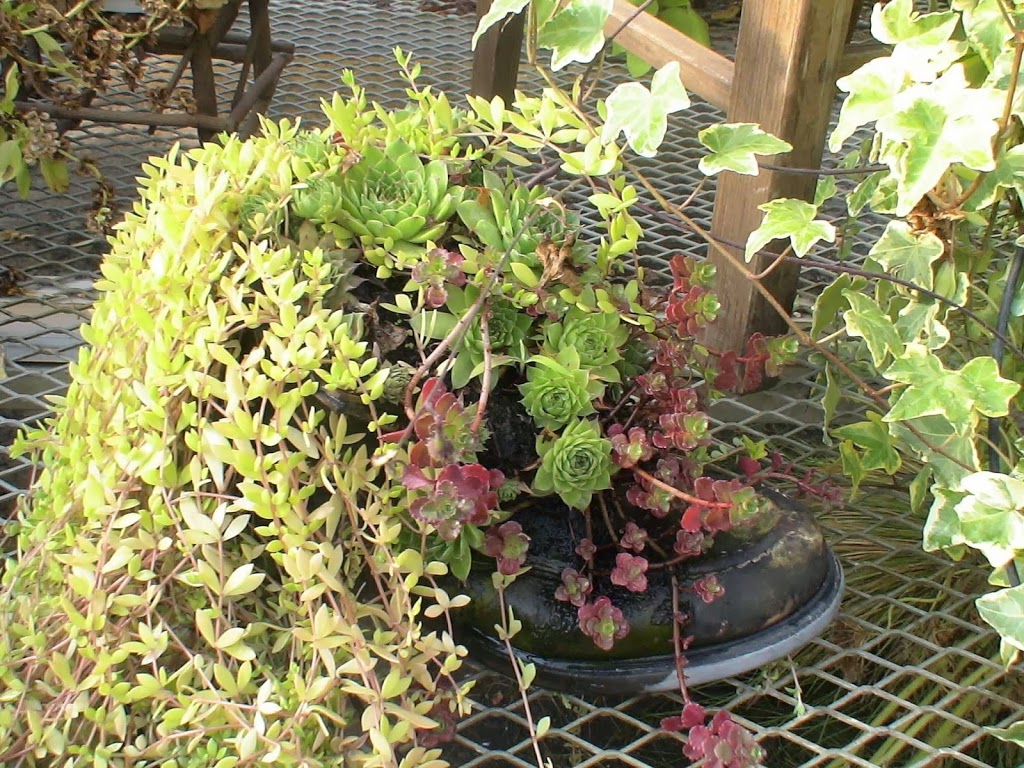 St. Clair Greenhouses & Florist | 7043 Big Hand Rd, St Clair, MI 48079, USA | Phone: (810) 488-0078