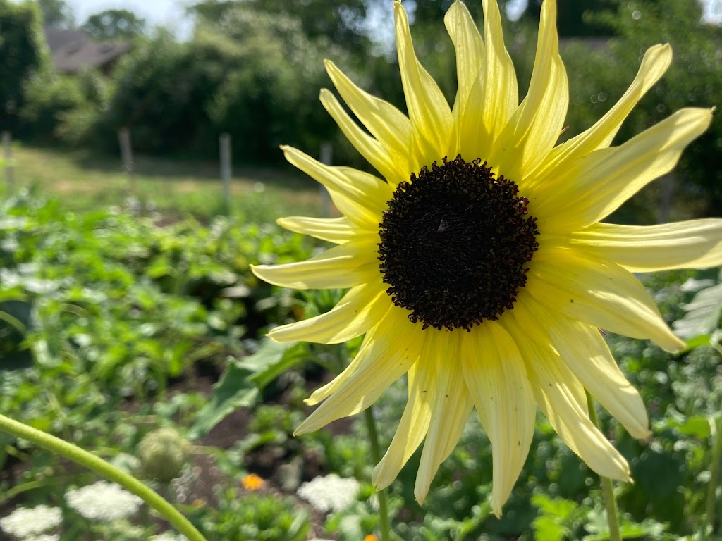 Root Haven Farm | 2814 Prince William St, Jordan Station, ON L0R 1S0, Canada | Phone: (226) 789-0914