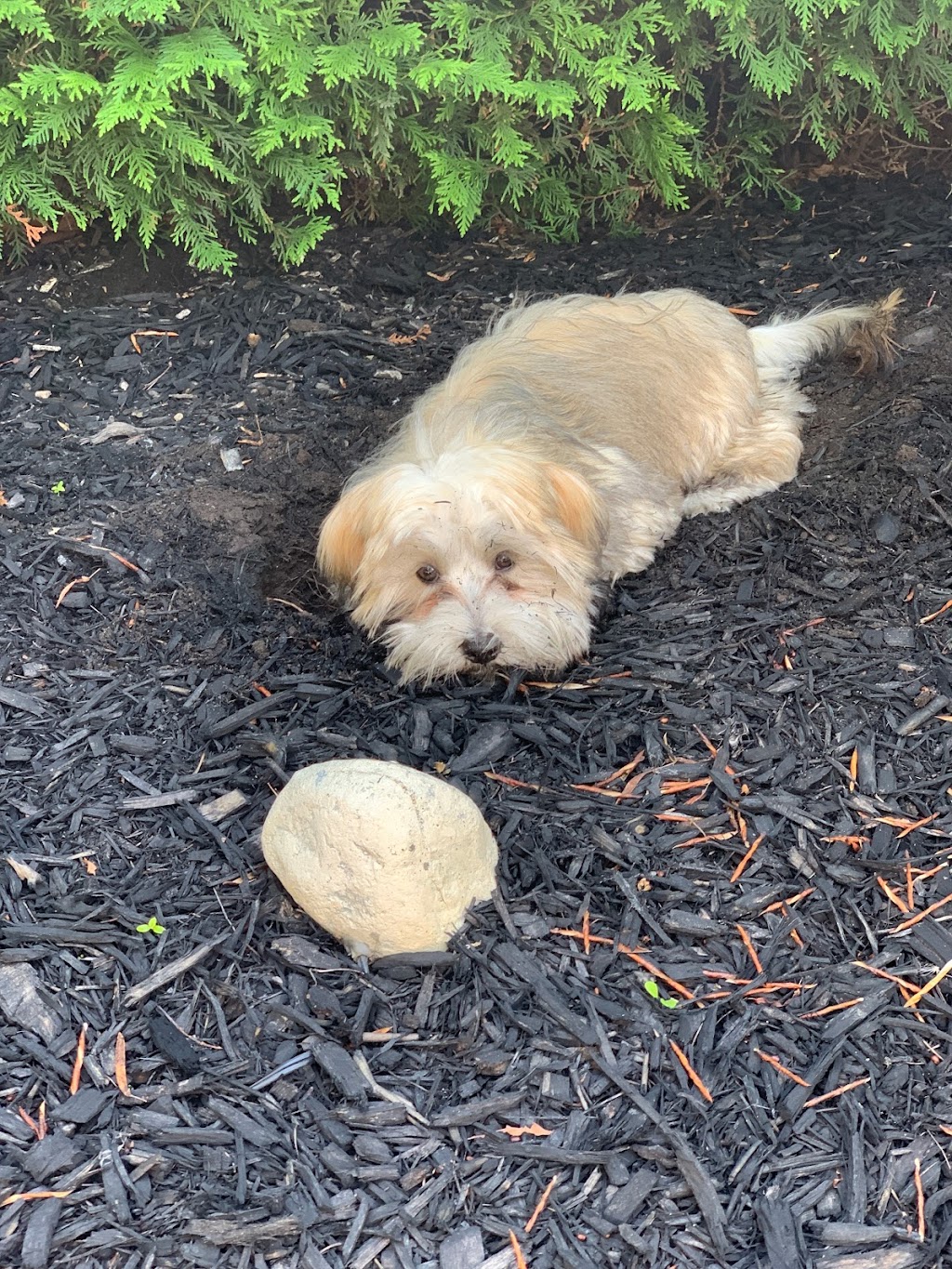 Moors Havanese | B24525, Side Rd 17, Beaverton, ON L0K 1A0, Canada | Phone: (705) 426-1517