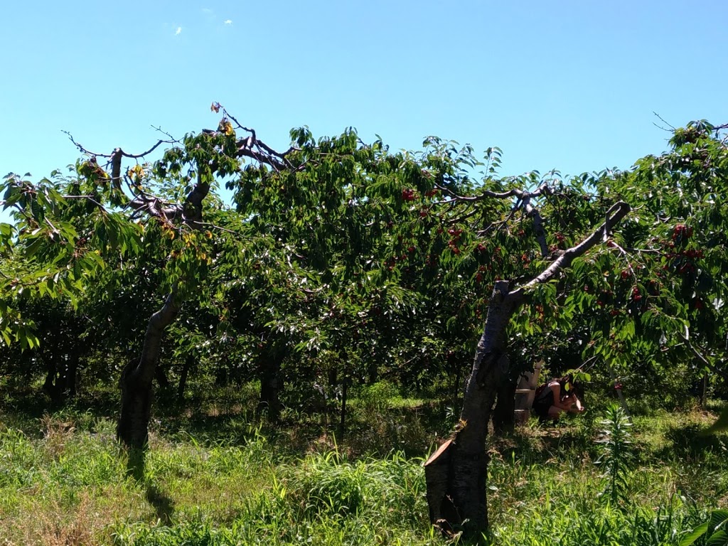 Weilands Cherry Farm | 1625 Haist St, Fonthill, ON L0S 1E0, Canada | Phone: (905) 892-3744