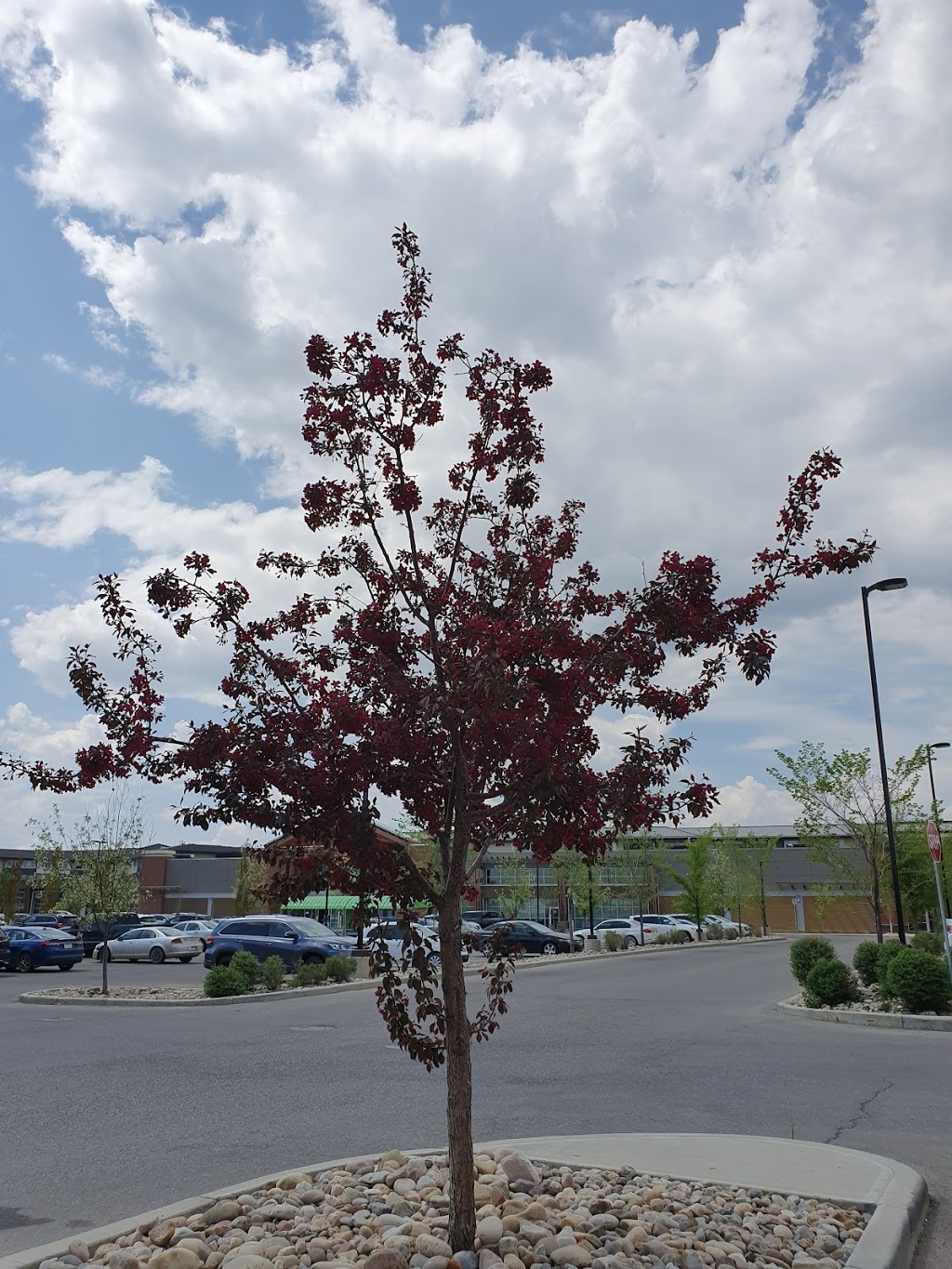 Evanston Plaza | 2045 Evanston Square NW, Calgary, AB T3P 0A5, Canada