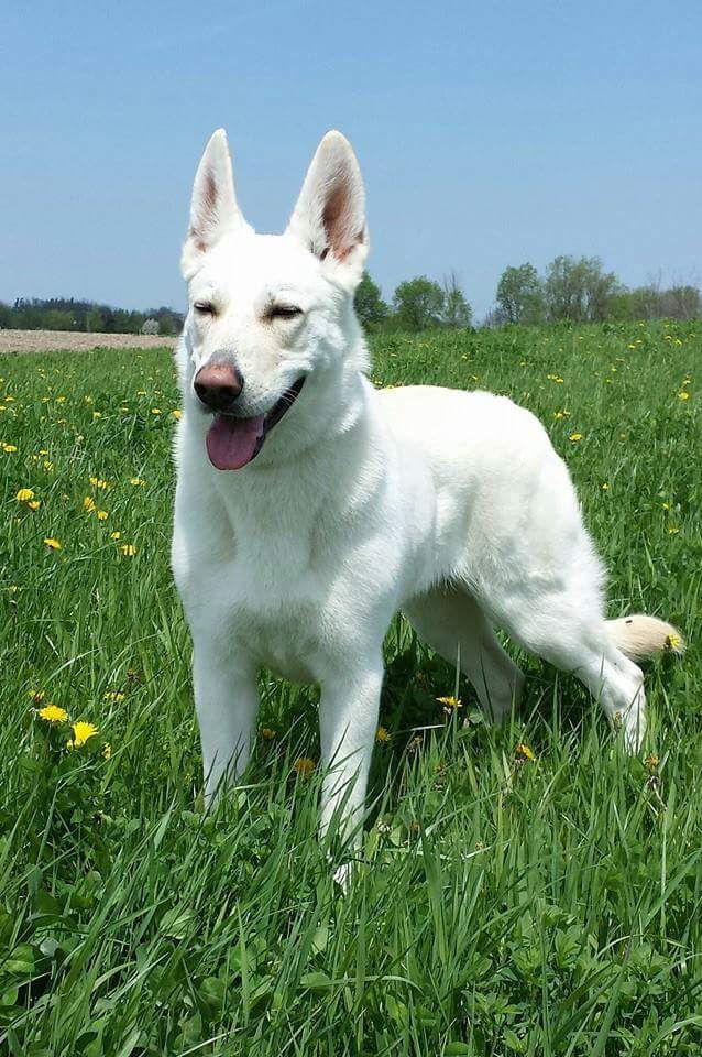 Maxsam White Shepherds | 4986 Winston Churchill Blvd, Erin, ON N0B 1T0, Canada | Phone: (416) 569-5060
