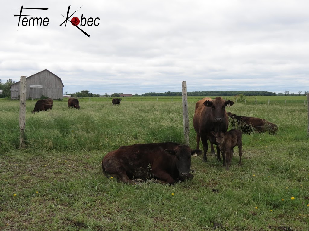 Ferme Kobec | 685 Rang Sarasteau, Saint-Bernard-de-Michaudville, QC J0H 1C0, Canada | Phone: (514) 816-5088