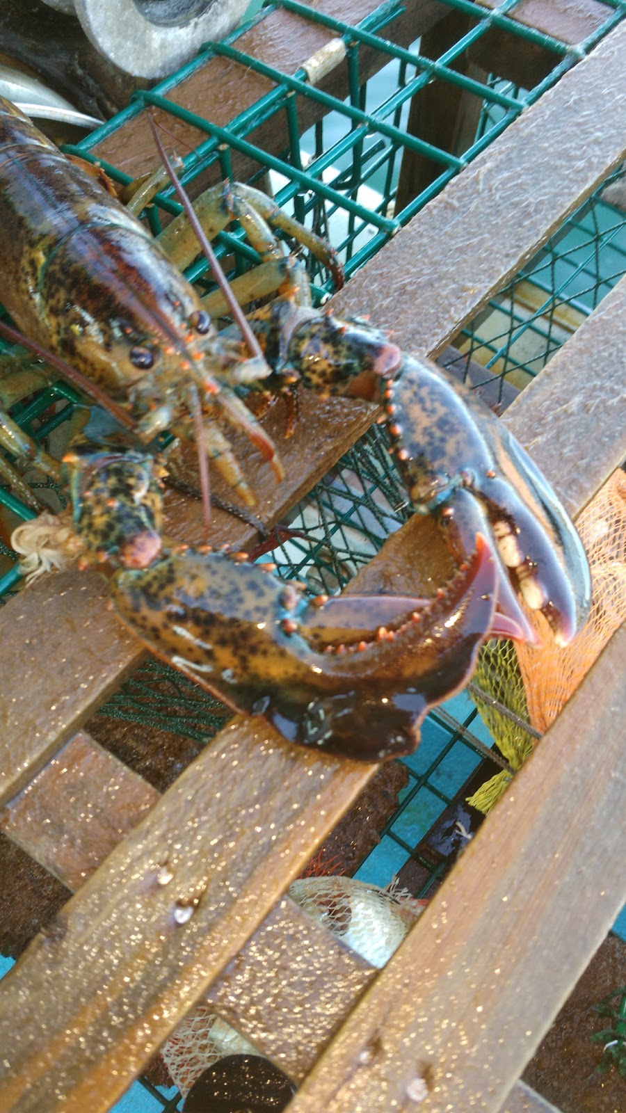Ocean Front Shanties | 284 Cribbons Rd, Antigonish, NS B2G 2L2, Canada | Phone: (902) 867-1985