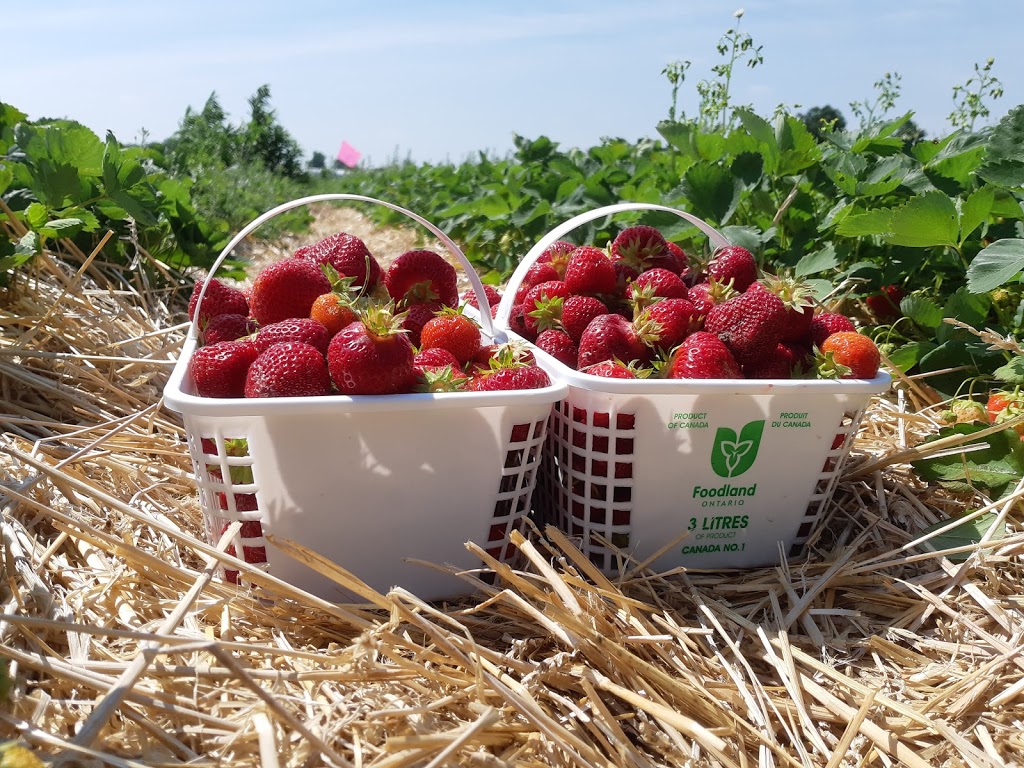 Red Barn Berries | 744716 County Rd 17, Woodstock, ON N4S 7V7, Canada | Phone: (519) 537-3756