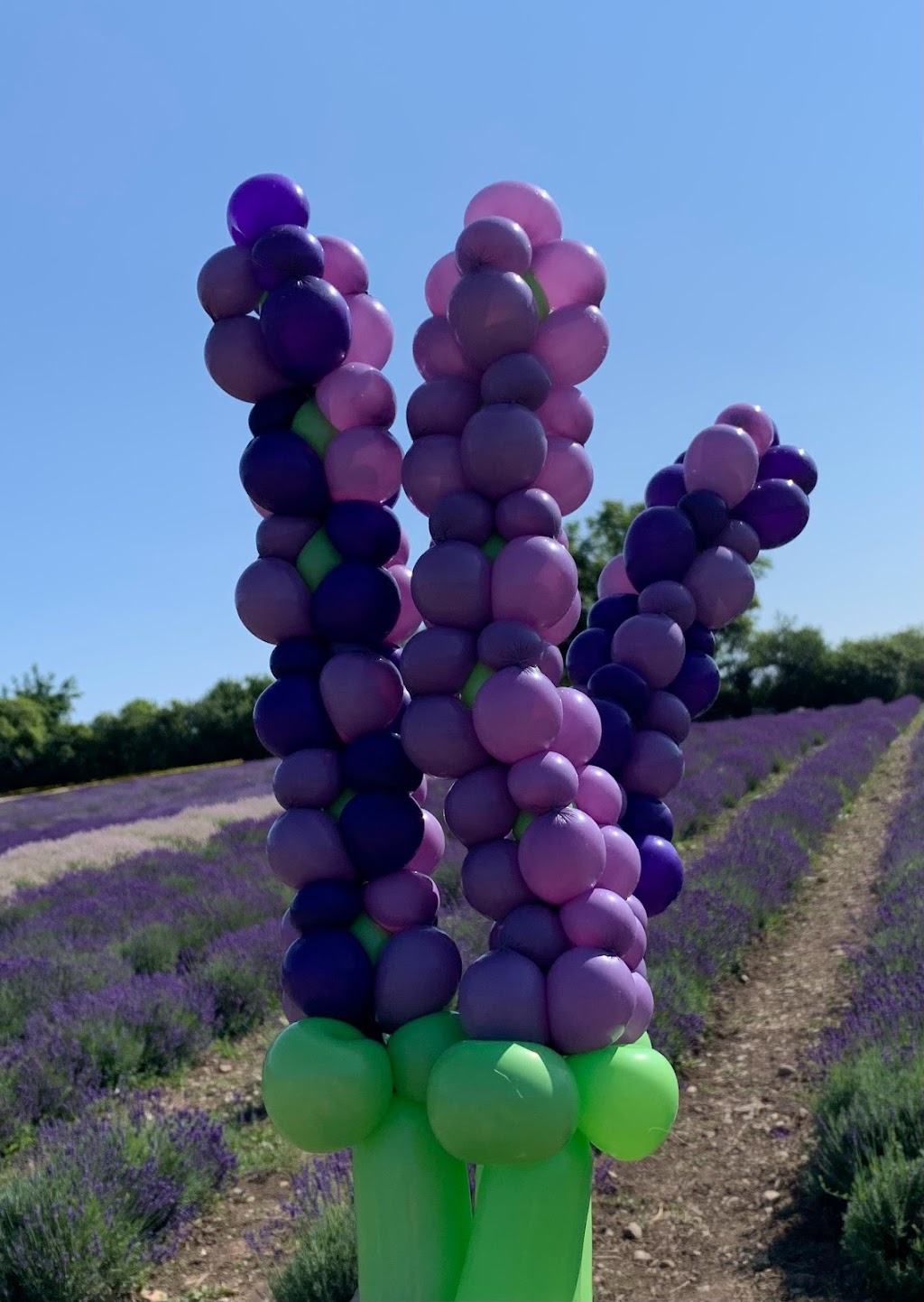 County Balloons | Carnrike Rd, Consecon, ON K0K 1T4, Canada | Phone: (613) 243-1002