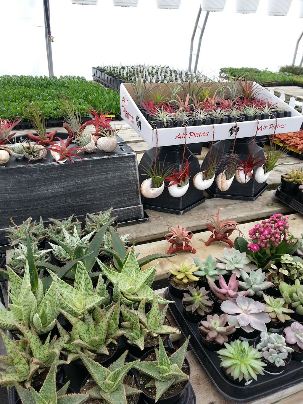 Fernie Garden Centre | 6283 Olivia Rd, Fernie, BC V0B 1M5, Canada | Phone: (250) 423-3666