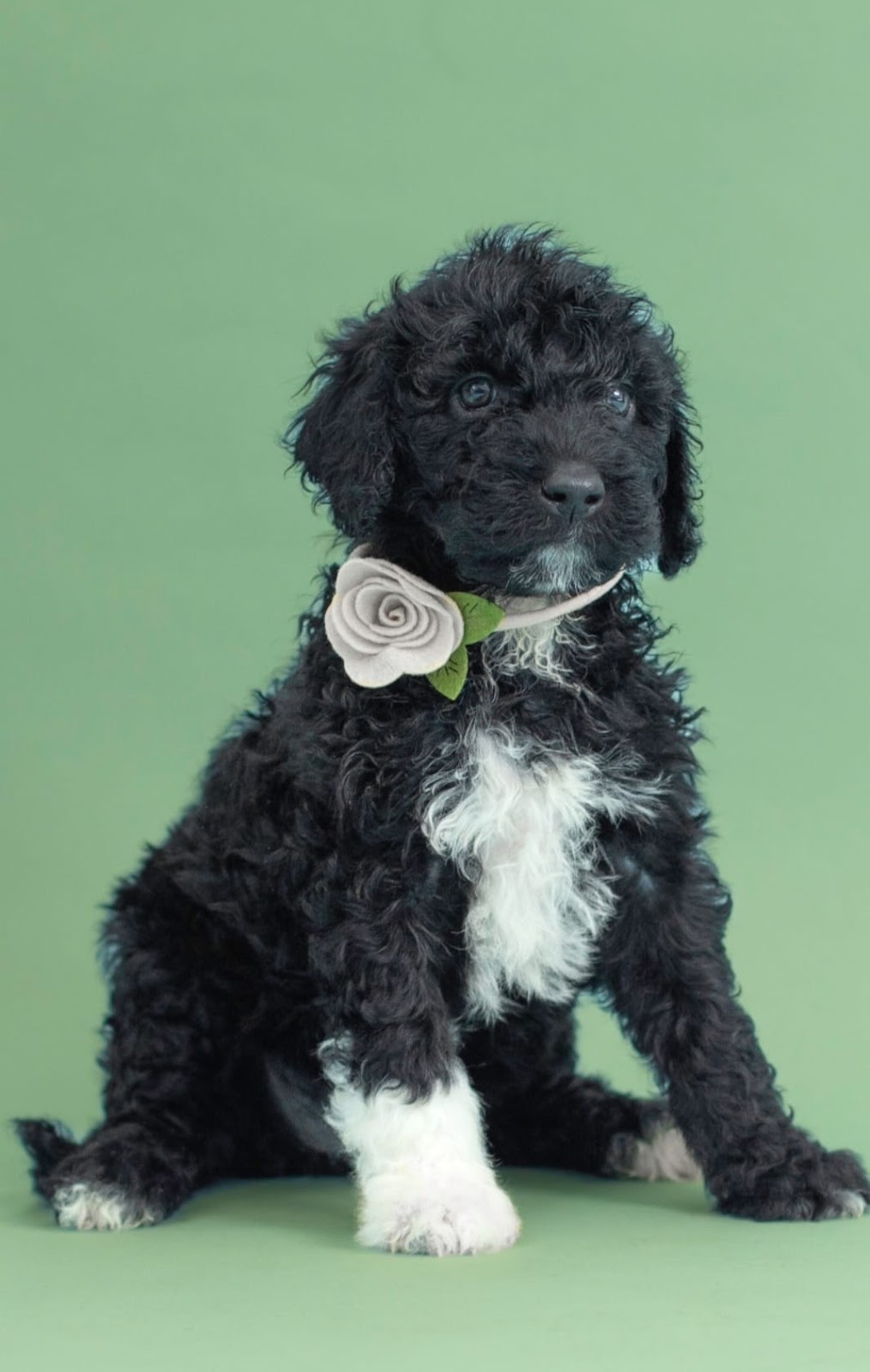 Pura Vida Portuguese Water Dogs | 324 Edgar Bonner Ave, Rockwood, ON N0B 2K0, Canada | Phone: (647) 898-9953