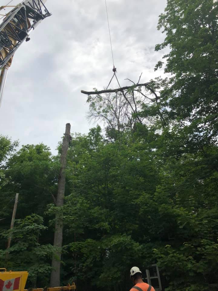 B&L Tree Service | 2080 Old Fort Rd, Midland, ON L4R 4K3, Canada | Phone: (705) 527-4003