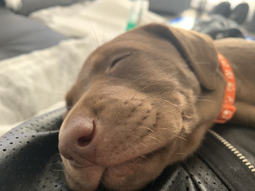 LUVLAB ❤️ LABRADORS | 520 Rang S, Saint-Thomas, QC J0K 3L0, Canada | Phone: (450) 757-2727