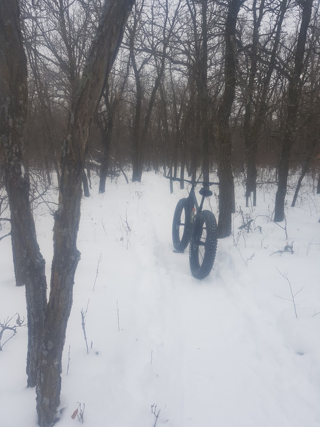 Cedar Bog Trail Trailhead | Birds Hill Rd, Springfield, MB R0E 1J0, Canada