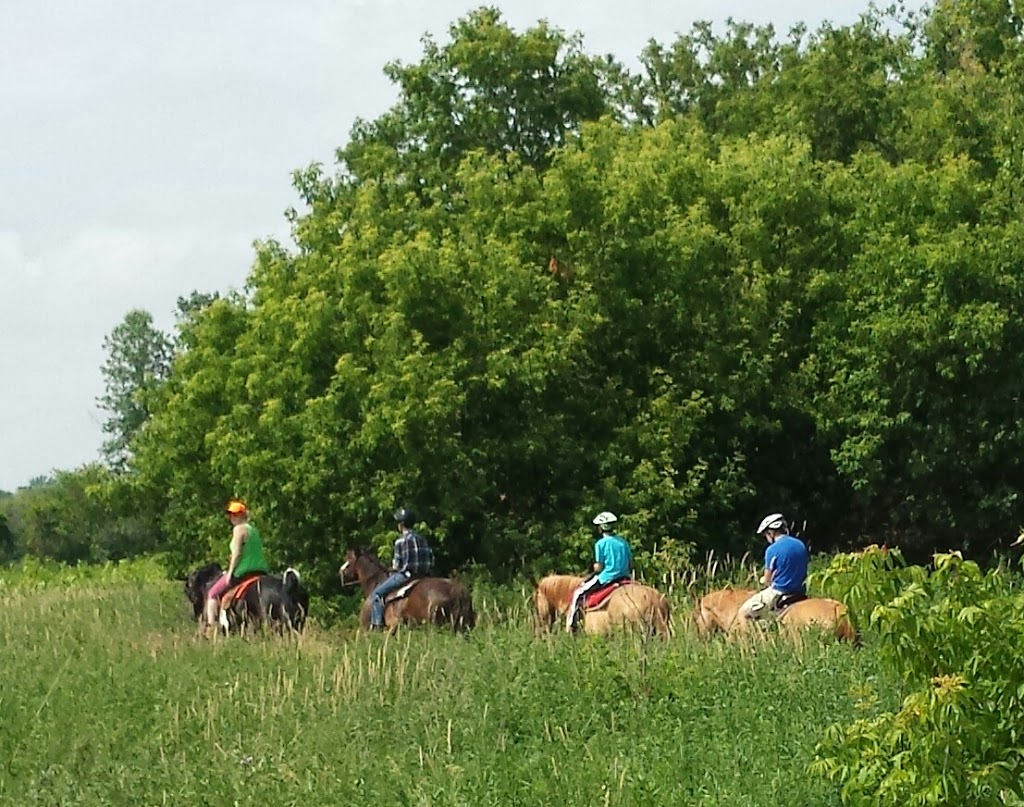 Kuzenko Stables | 4507 Courtice Rd, Hampton, ON L0B 1J0, Canada | Phone: (905) 447-3212