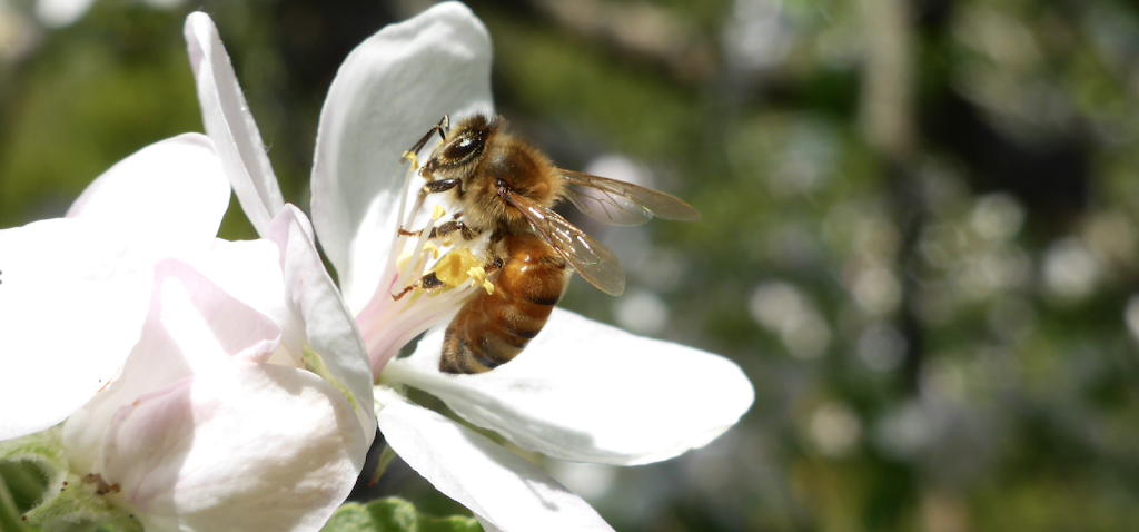 Arnolds Apiary - Fresh Natural Honey | 259 Omega Rd, Kirkfield, ON K0M 2B0, Canada | Phone: (905) 717-3462