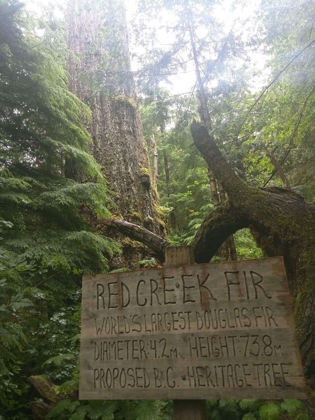 Red Creek Fir - the worlds largest Douglas Fir tree | Juan de Fuca, BC V0S, Canada | Phone: (778) 817-1068