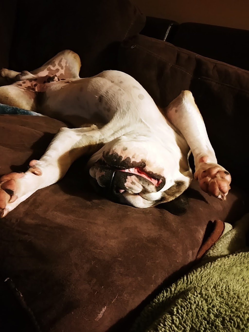 Patch of Heaven Pet Resort | 970 Jones Rd, Kentville, NS B4N 3V8, Canada | Phone: (902) 670-7846